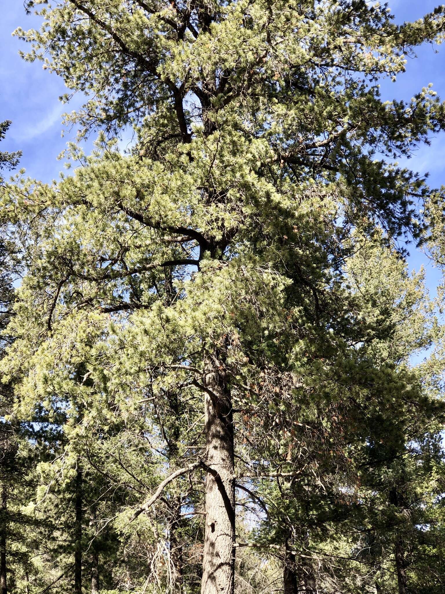 Imagem de Pinus strobiformis Engelm.