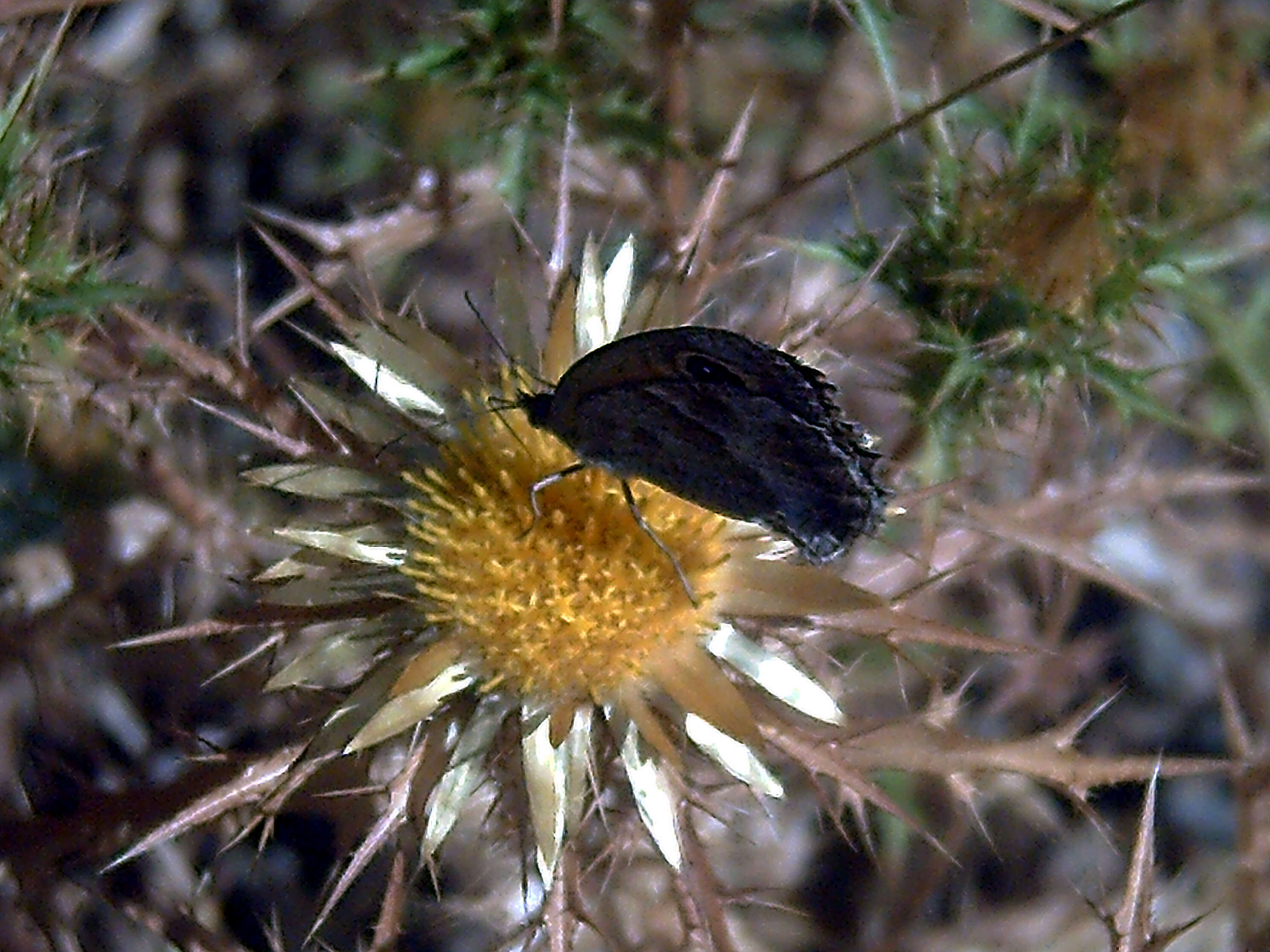 Image of Carlina corymbosa L.