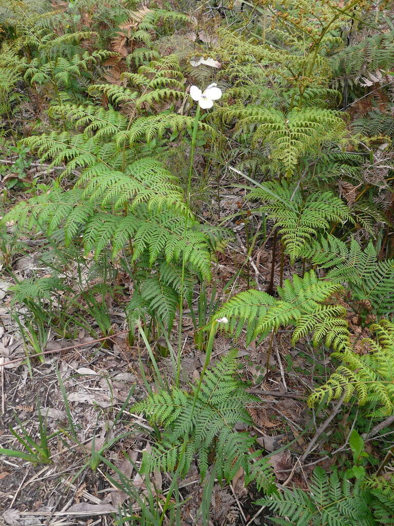 Image of Diplarrena moraea Labill.