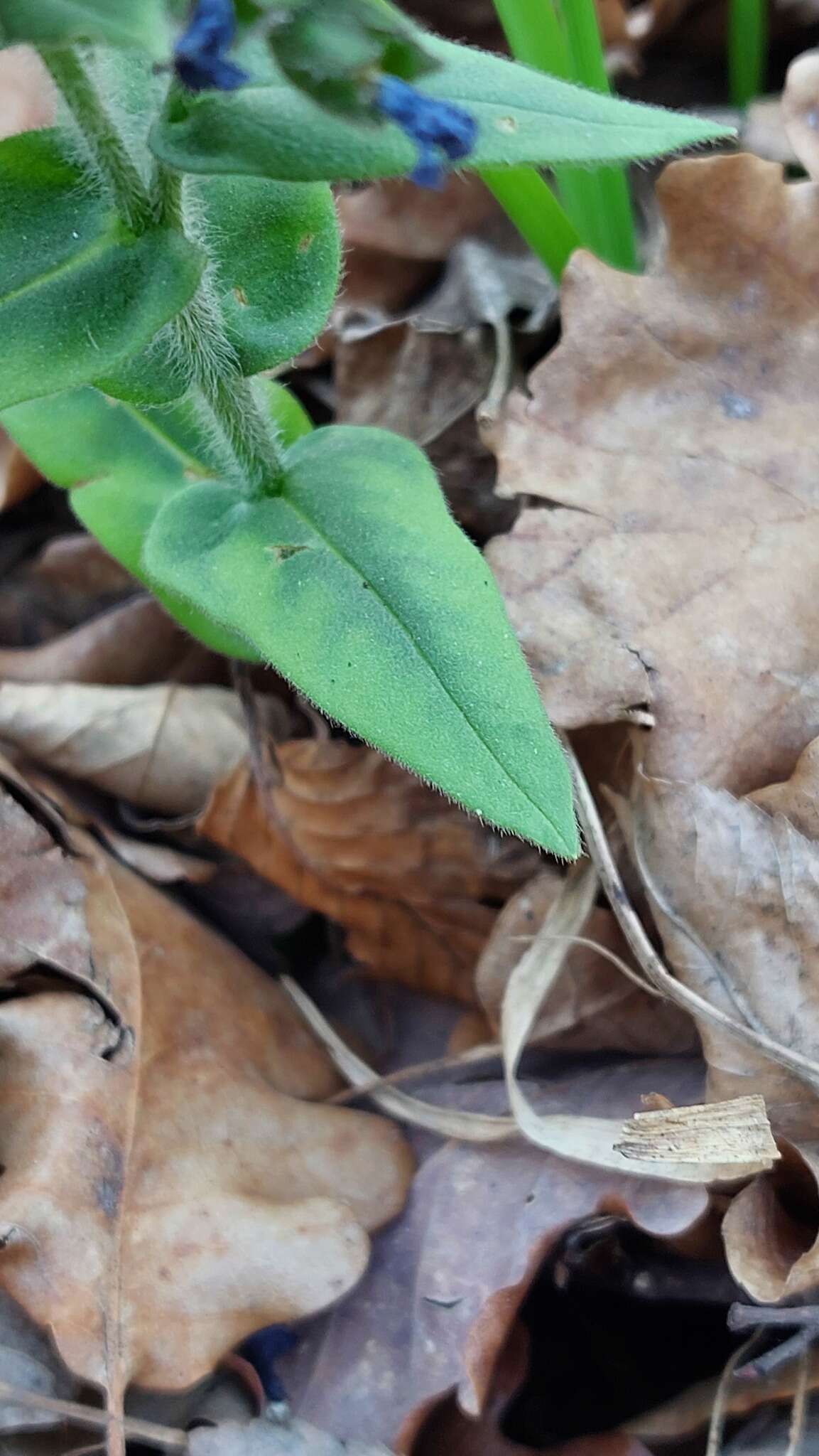 Image of Pulmonaria australis (J. Murr) W. Sauer