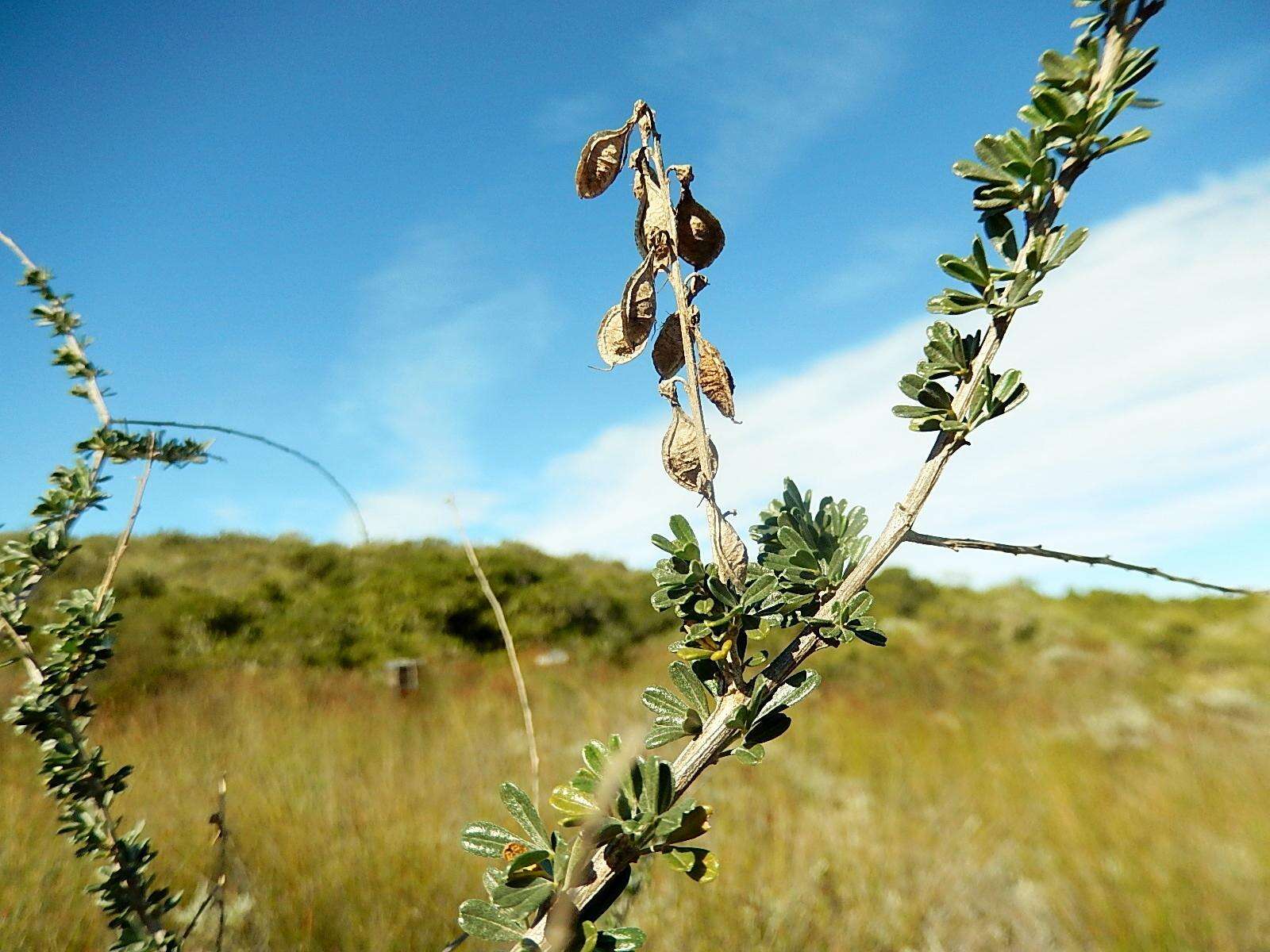 Sivun Wiborgia obcordata (P. J. Bergius) Thunb. kuva