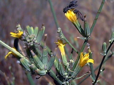 Image of chondrilla