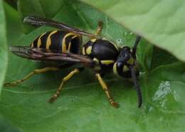 Image of Common wasp