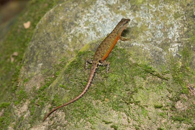 Sphenomorphus sabanus Inger 1958 resmi