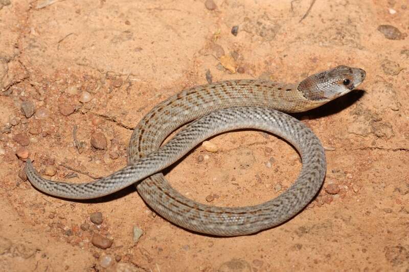 Image of Black-headed Scaly Foot