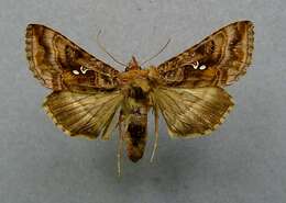 Imagem de Autographa pulchrina Haworth 1802