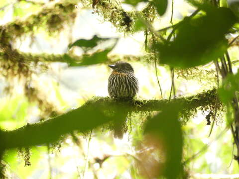 Image of Black-streaked Puffbird