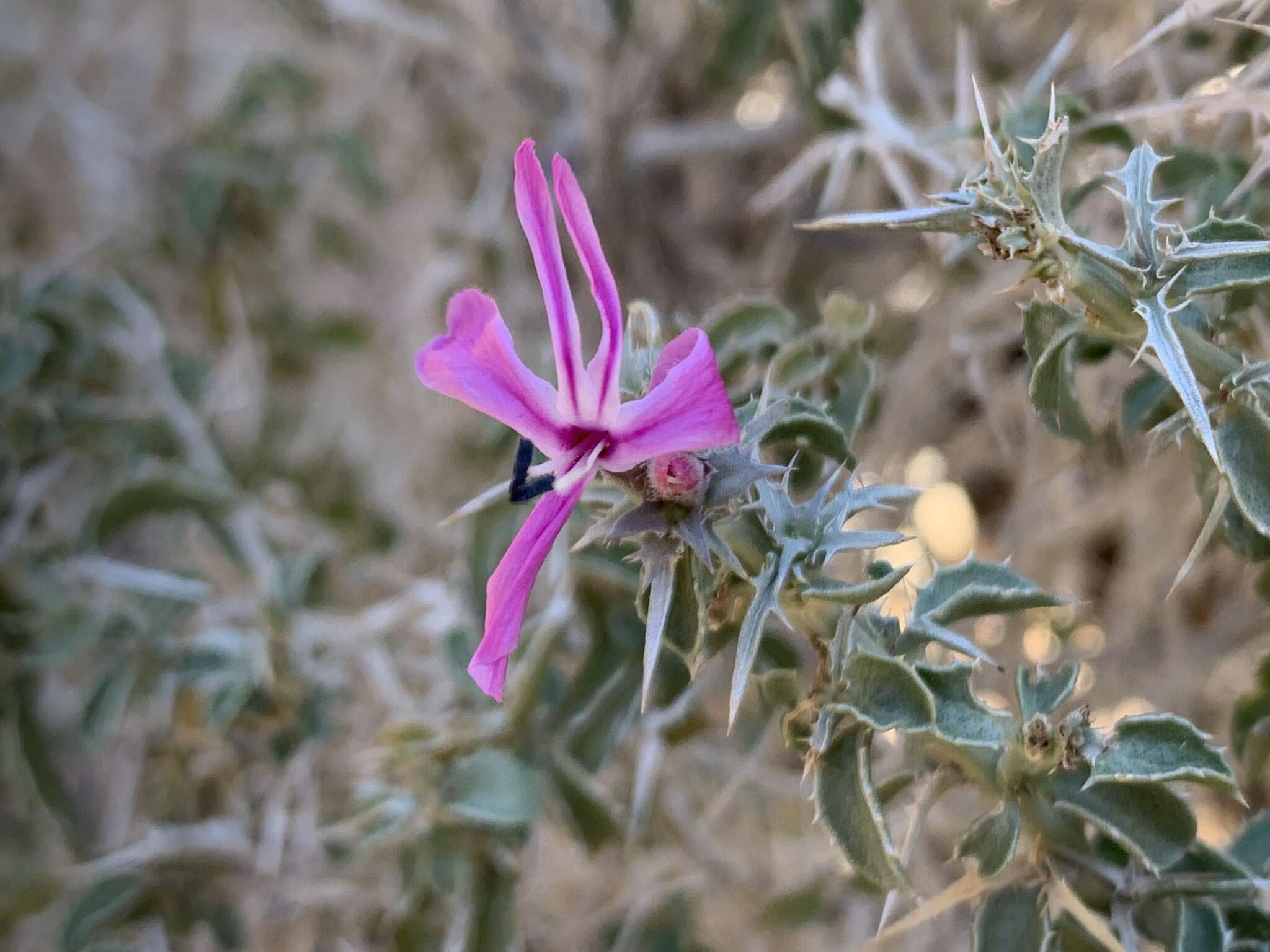 Image of Barleria craveniae I. Darbysh.