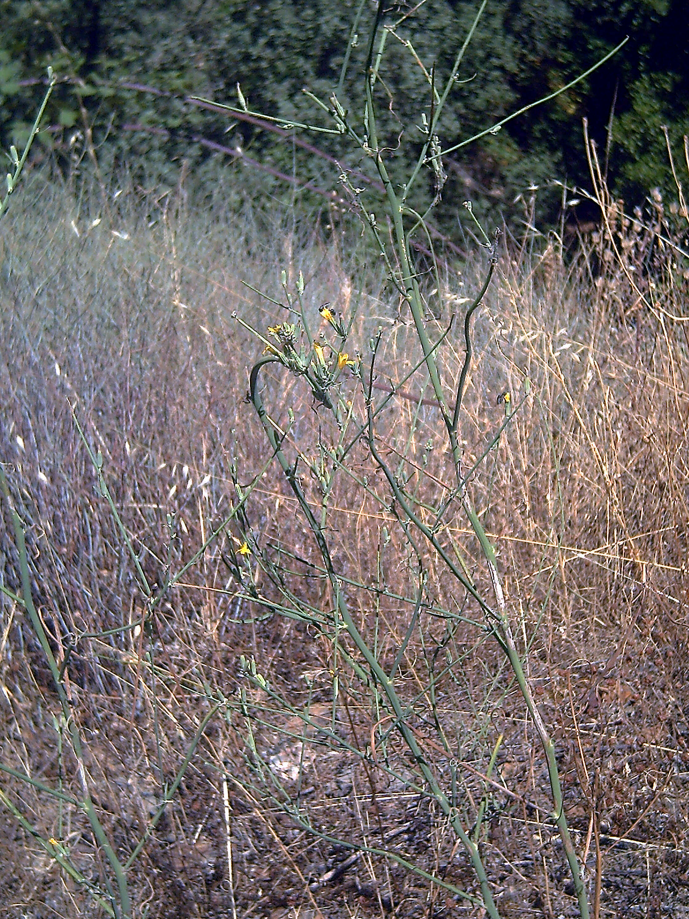 Image of chondrilla