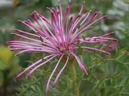 Imagem de Isopogon