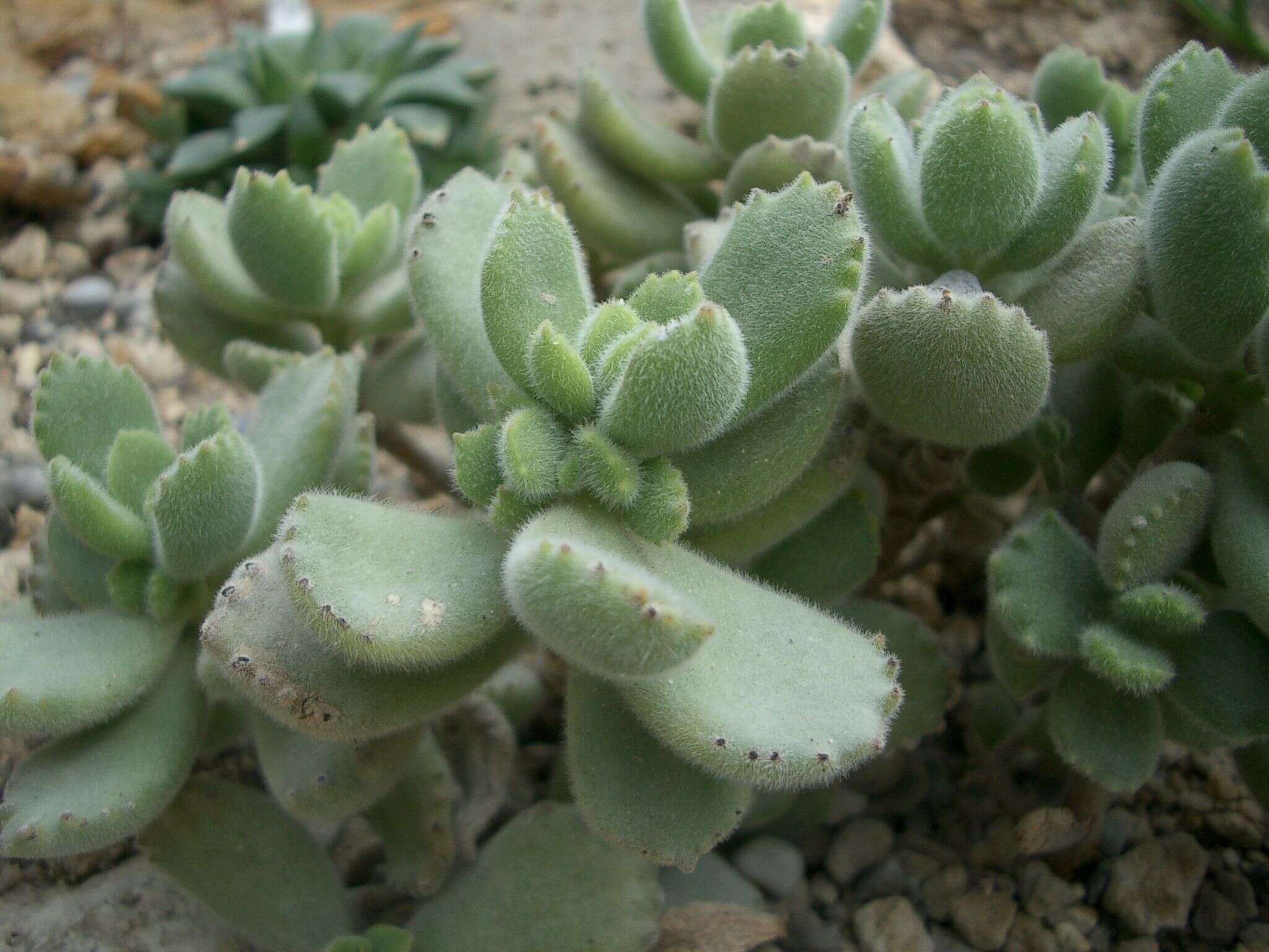 Image of Cotyledon tomentosa Harv.