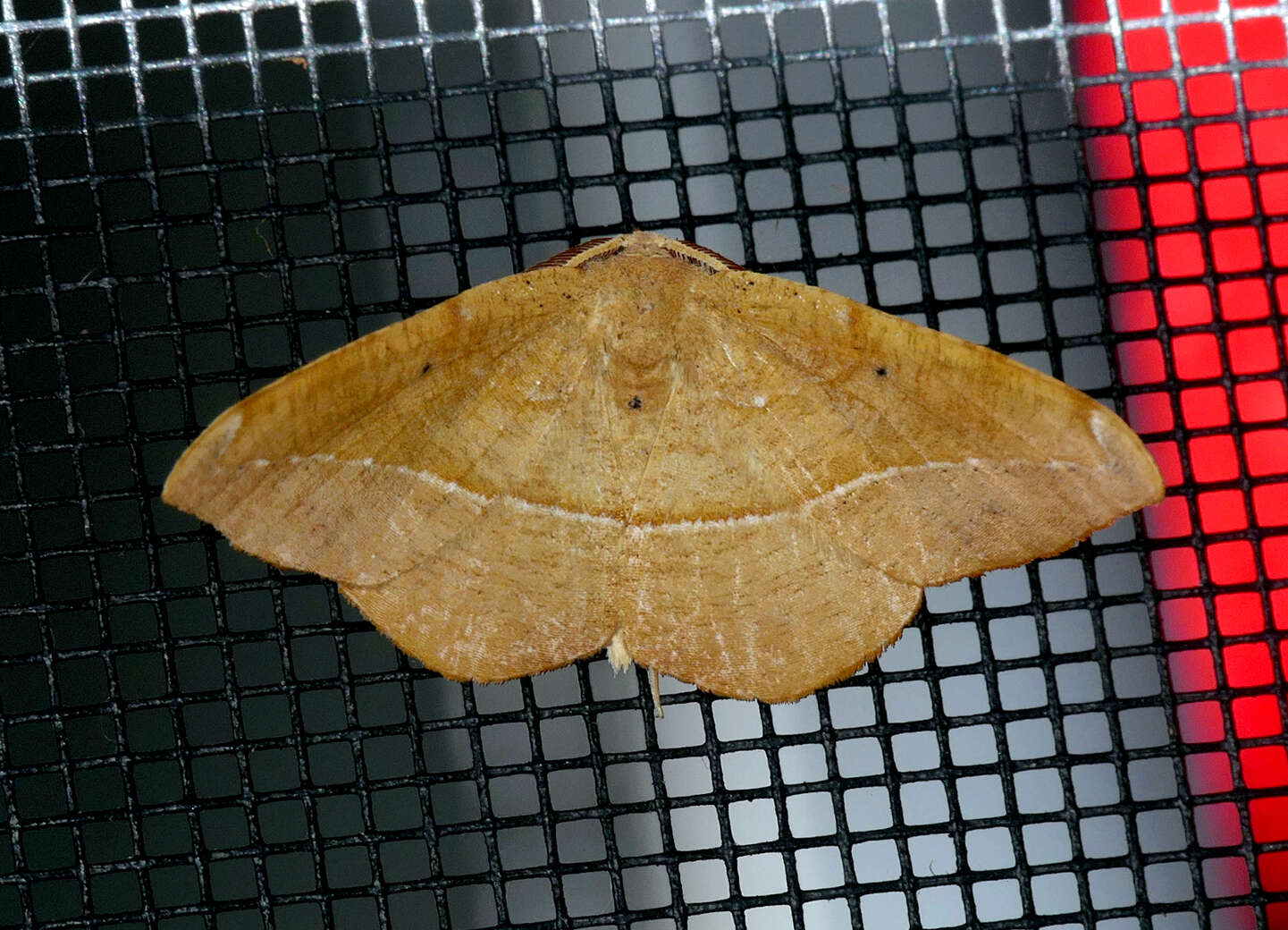 Image of Juniper-twig Geometer