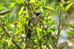 Image of Black-winged Saltator