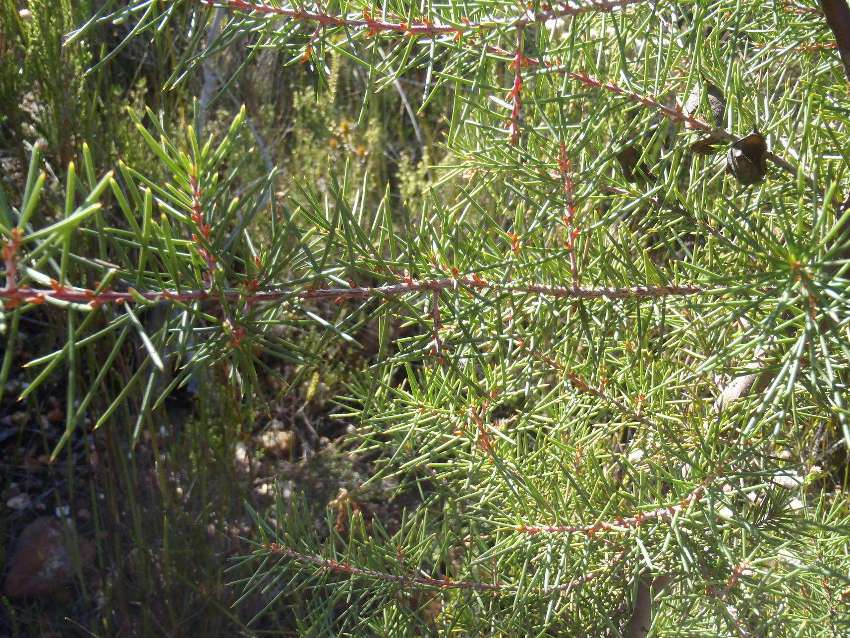 Image of Hakea sericea Schrad. & J. C. Wendl.