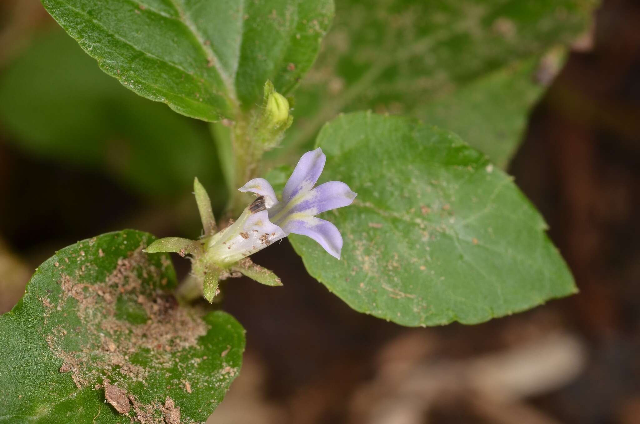 Image de Lobelia zeylanica L.