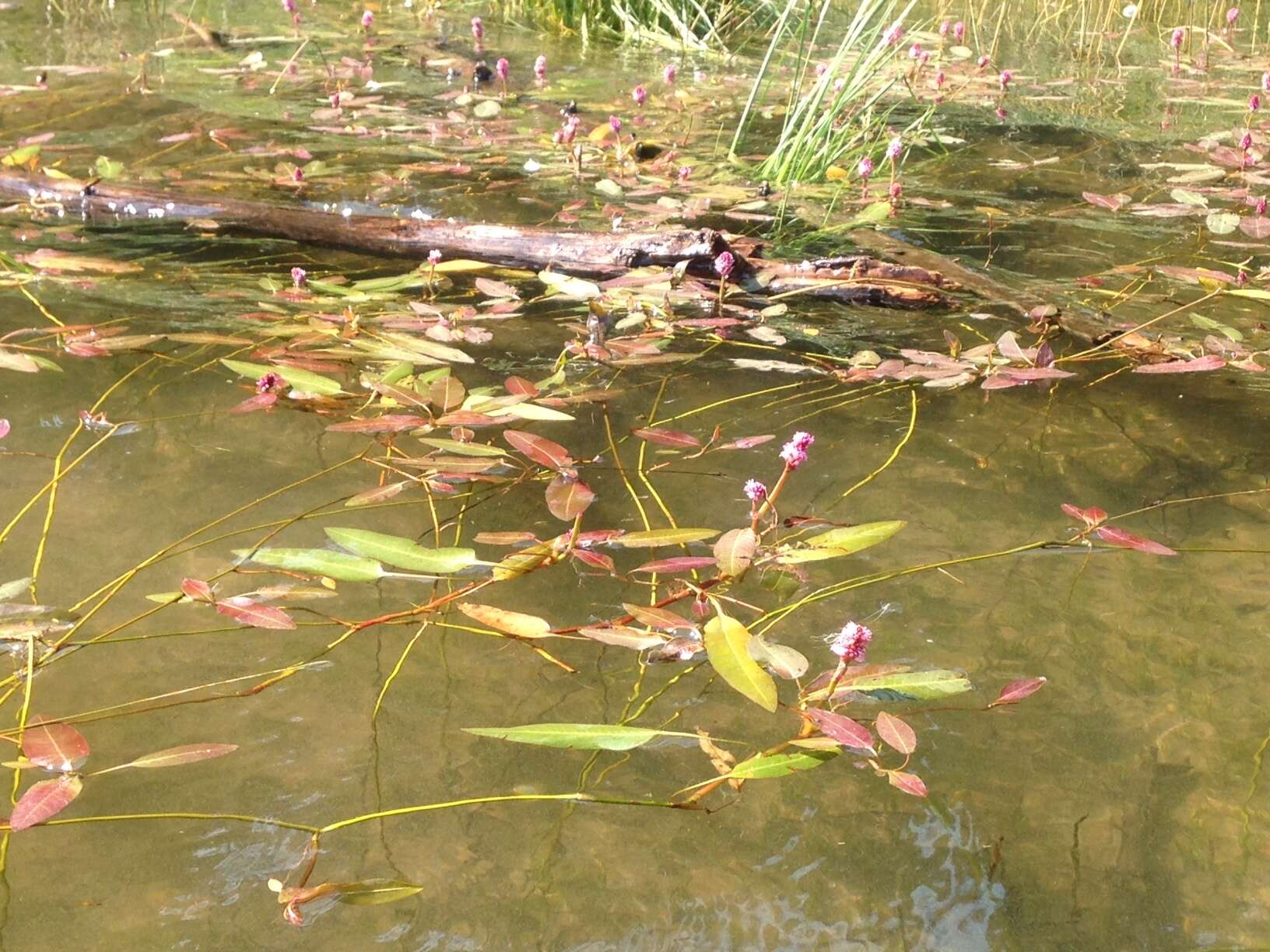 Image of water smartweed