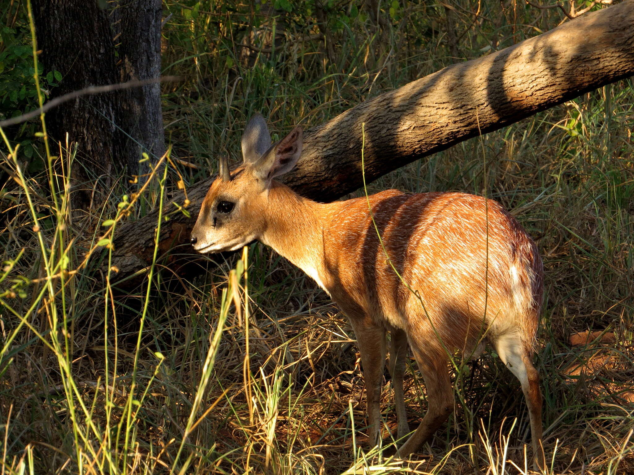 Image of Sharpe's Grysbok