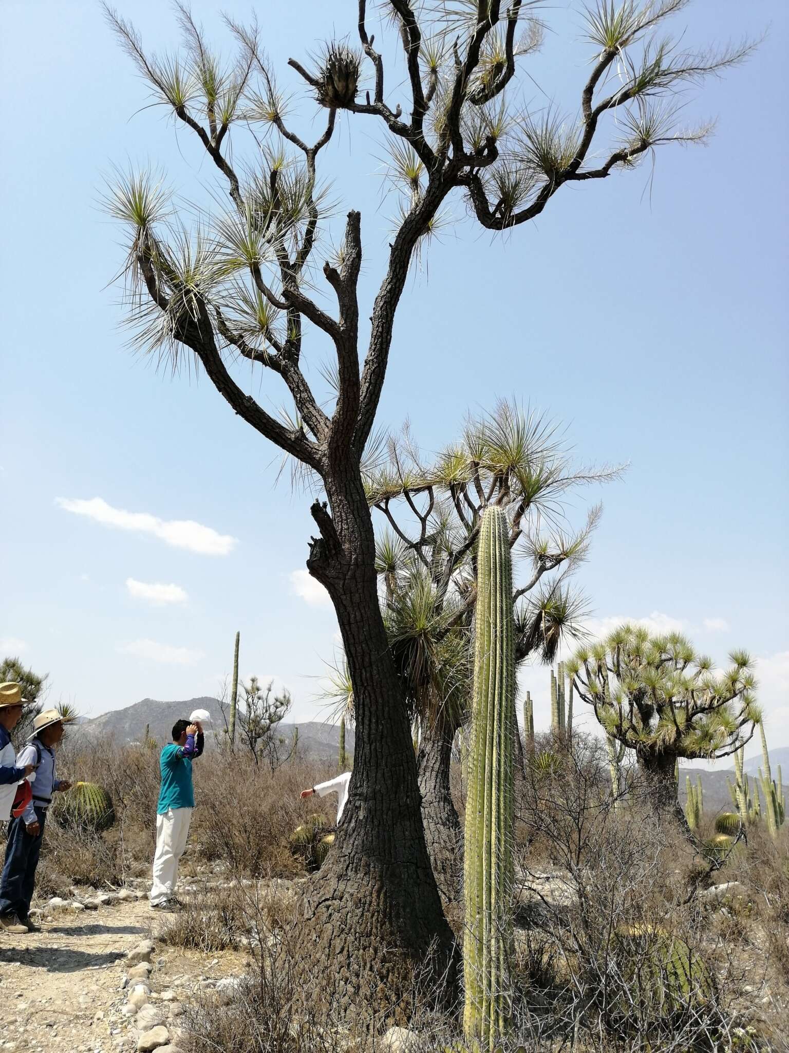 Image of Mexican Pony Tail Palm