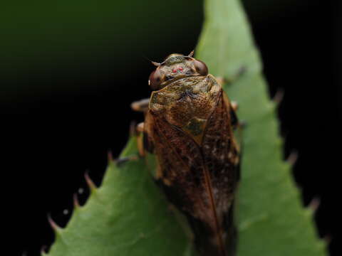 Image de Pseudaphronella