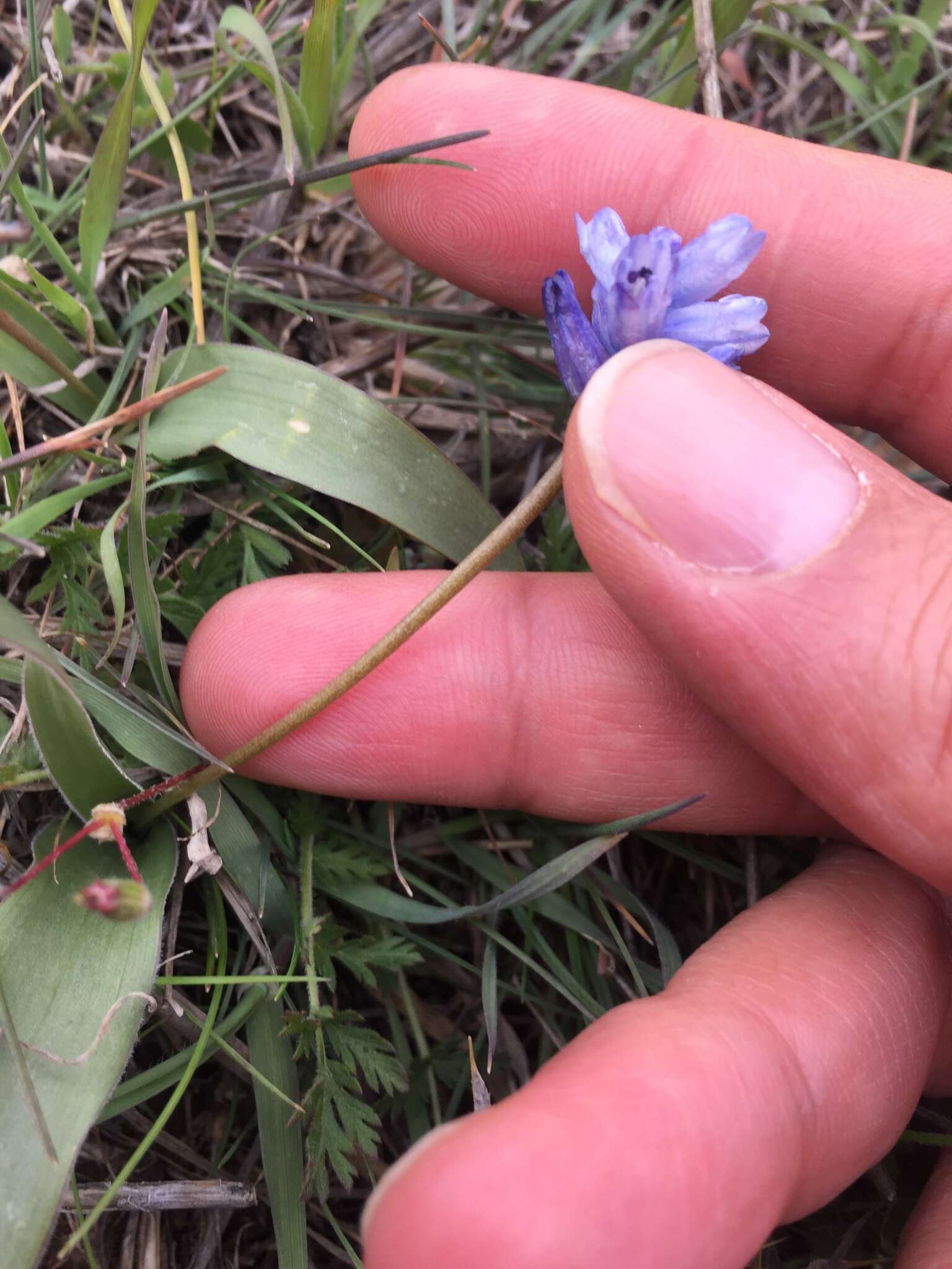 Image of Hyacinthella