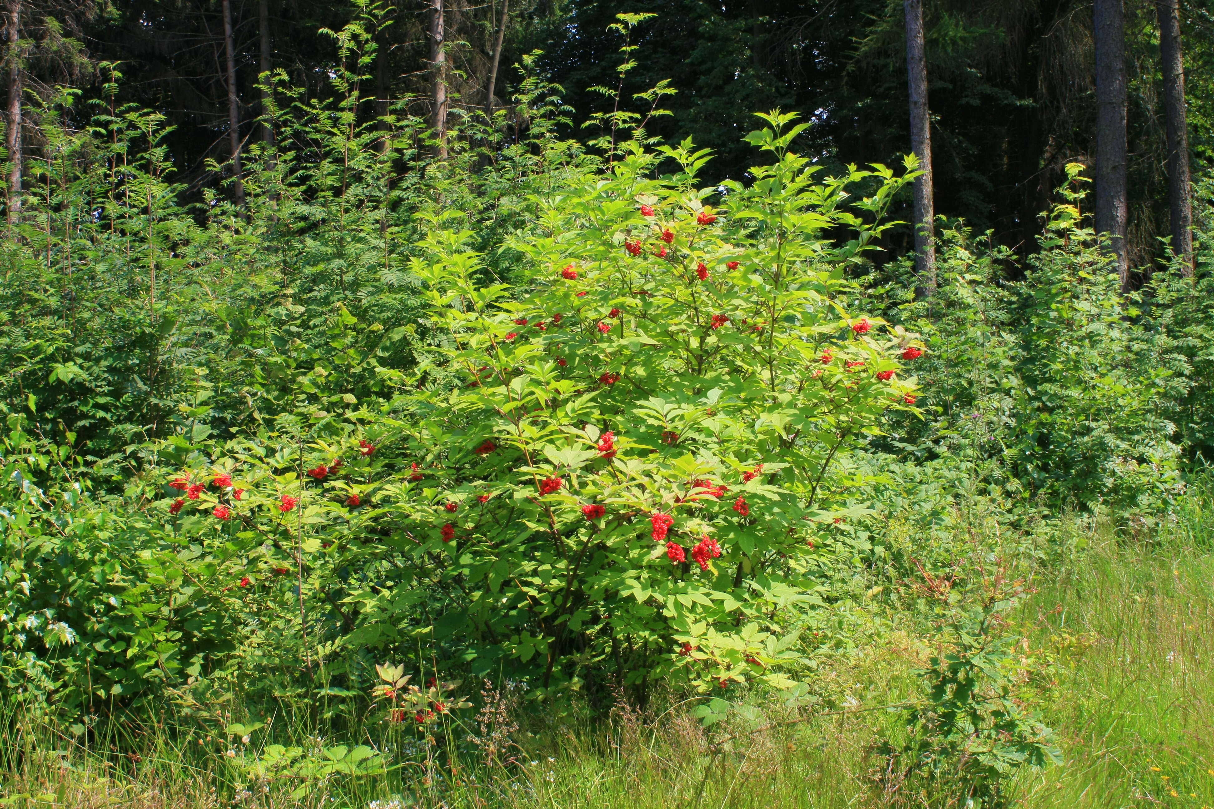 Imagem de Sambucus racemosa L.