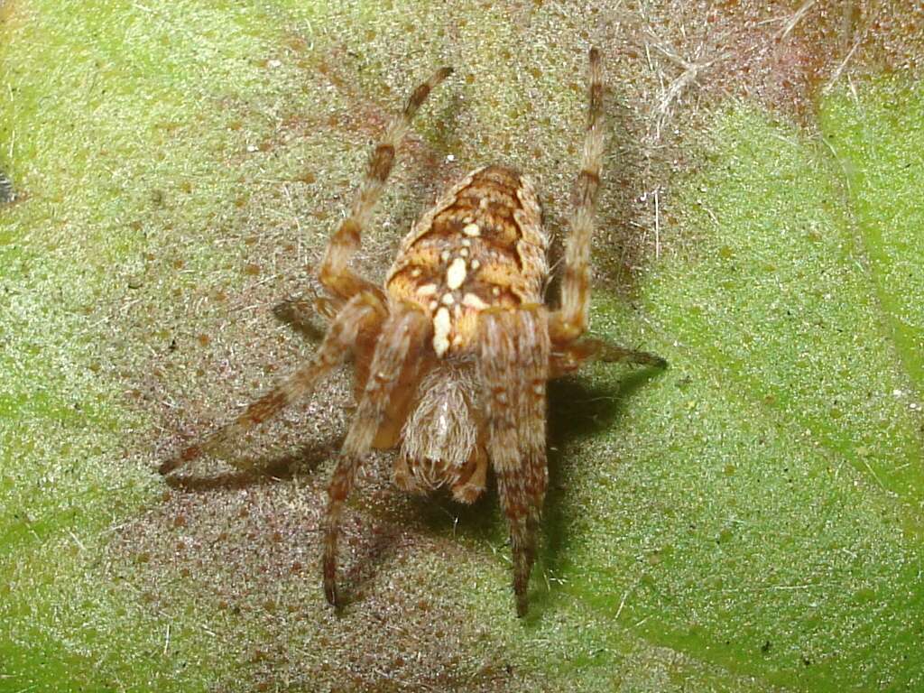 Image of Garden spider