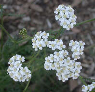 Image of yarrow, milfoil