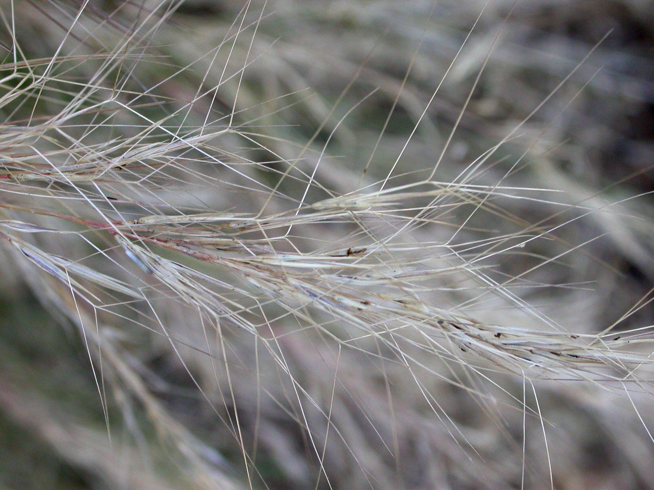 Aristida purpurea Nutt.的圖片