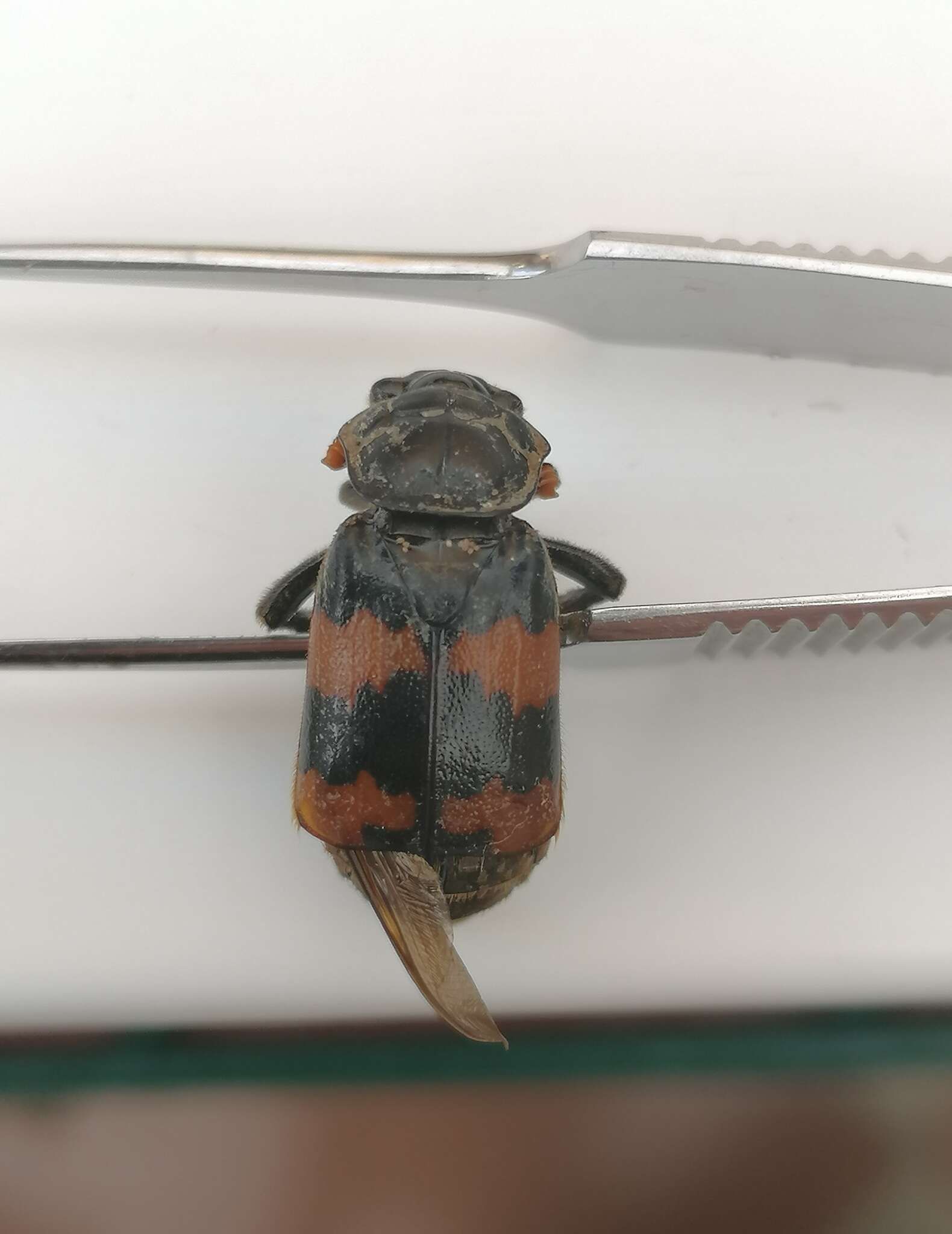 Image of Nicrophorus (Nicrophorus) interruptus (Stephens 1830)