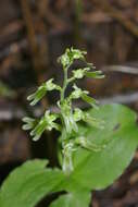 Neottia auriculata (Wiegand) Szlach. resmi