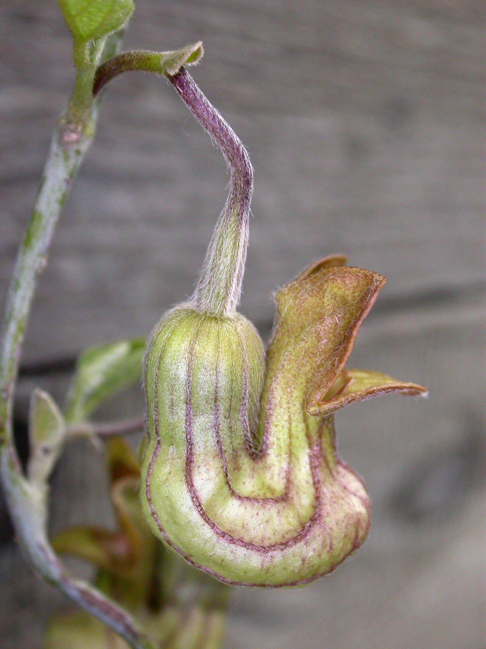 Image of California dutchman's pipe