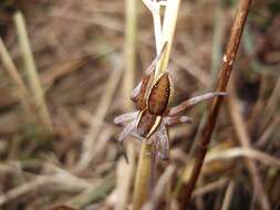 Image of Raft spider