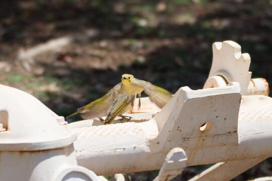 Image of Yellow-tinted Honeyeater