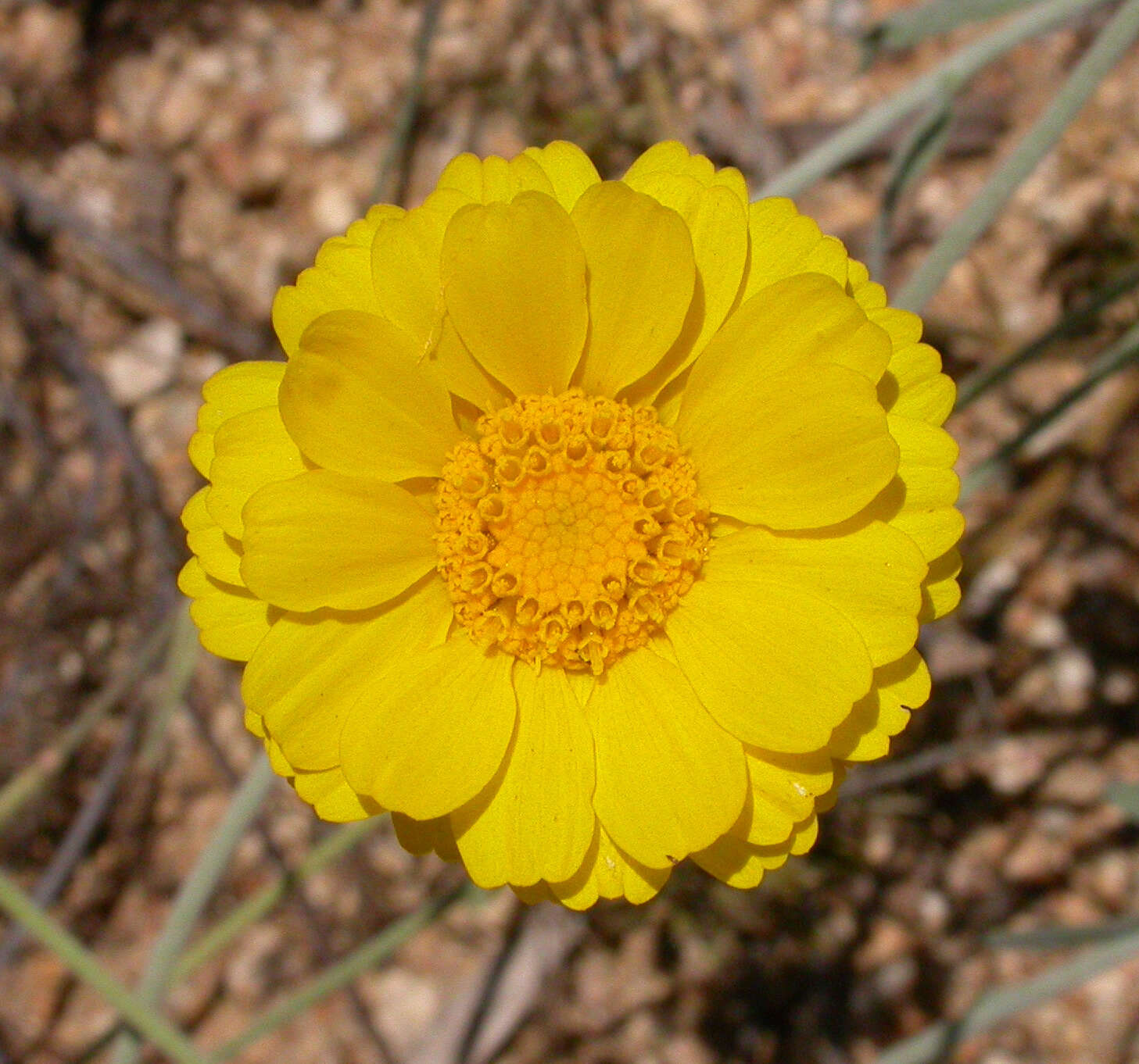 Image of desert marigold