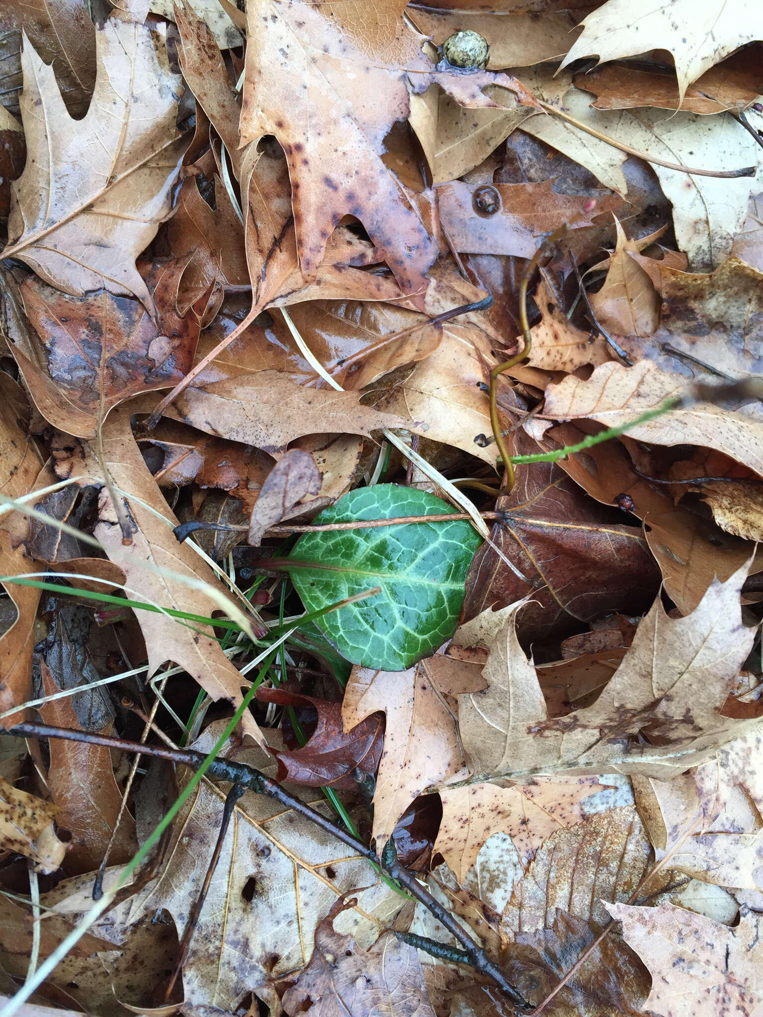 Image of American wintergreen