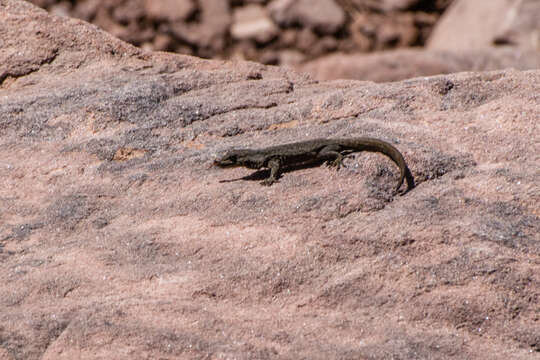 Image of Atlas Day Gecko