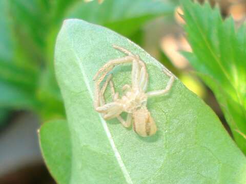 Image of Flower Crab Spiders