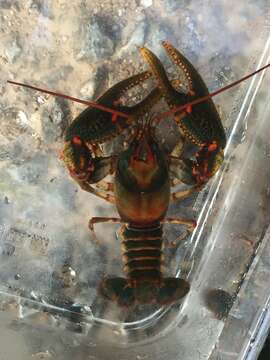 Image of Chattooga River Crayfish