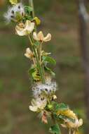 Imagem de Hibiscus meyeri subsp. meyeri