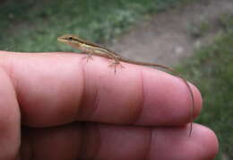 Image of Sharp-mouthed lizard