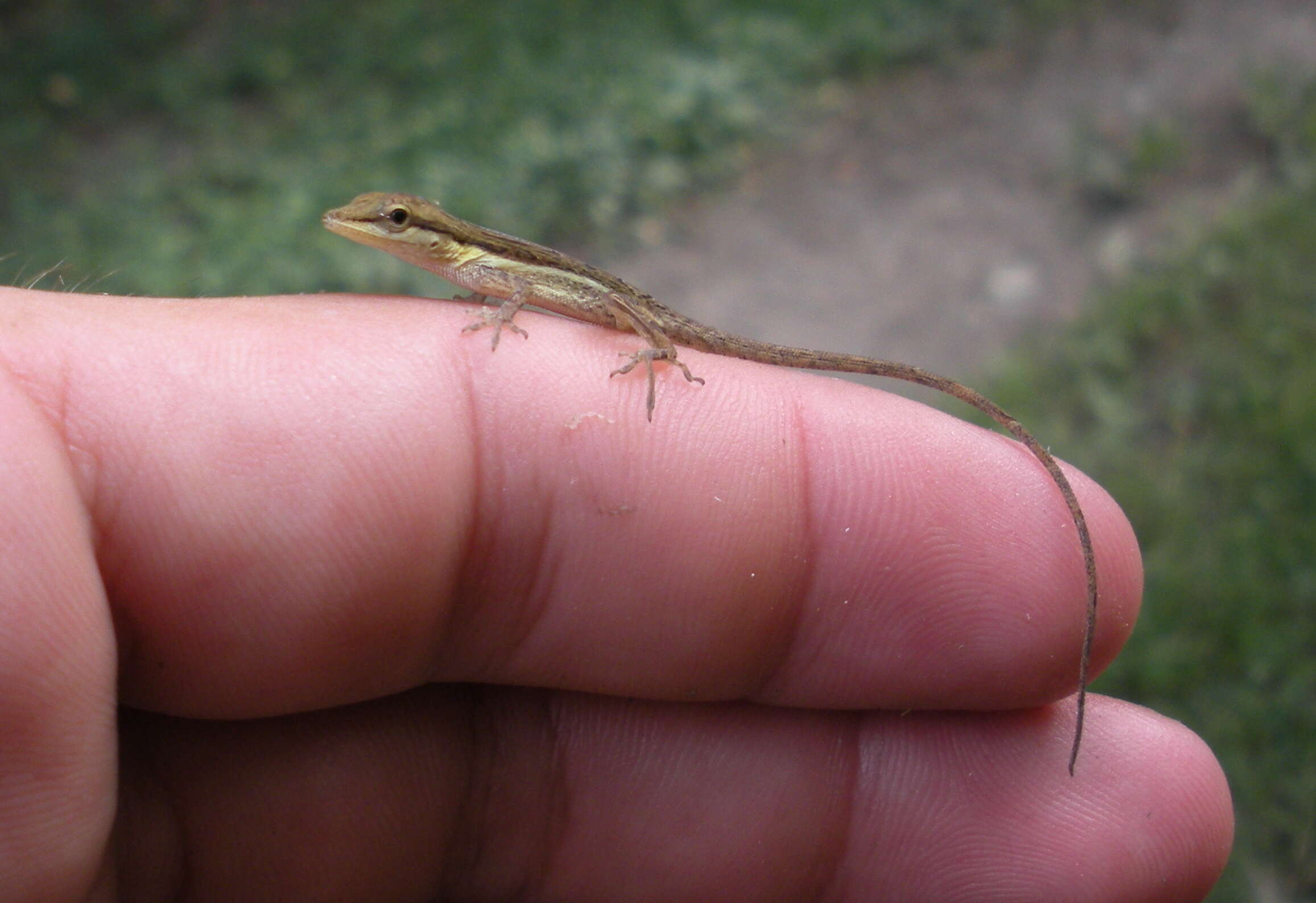 Image of Sharp-mouthed lizard