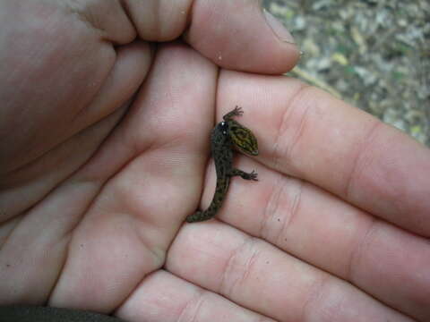 Image of big-scaled least gecko