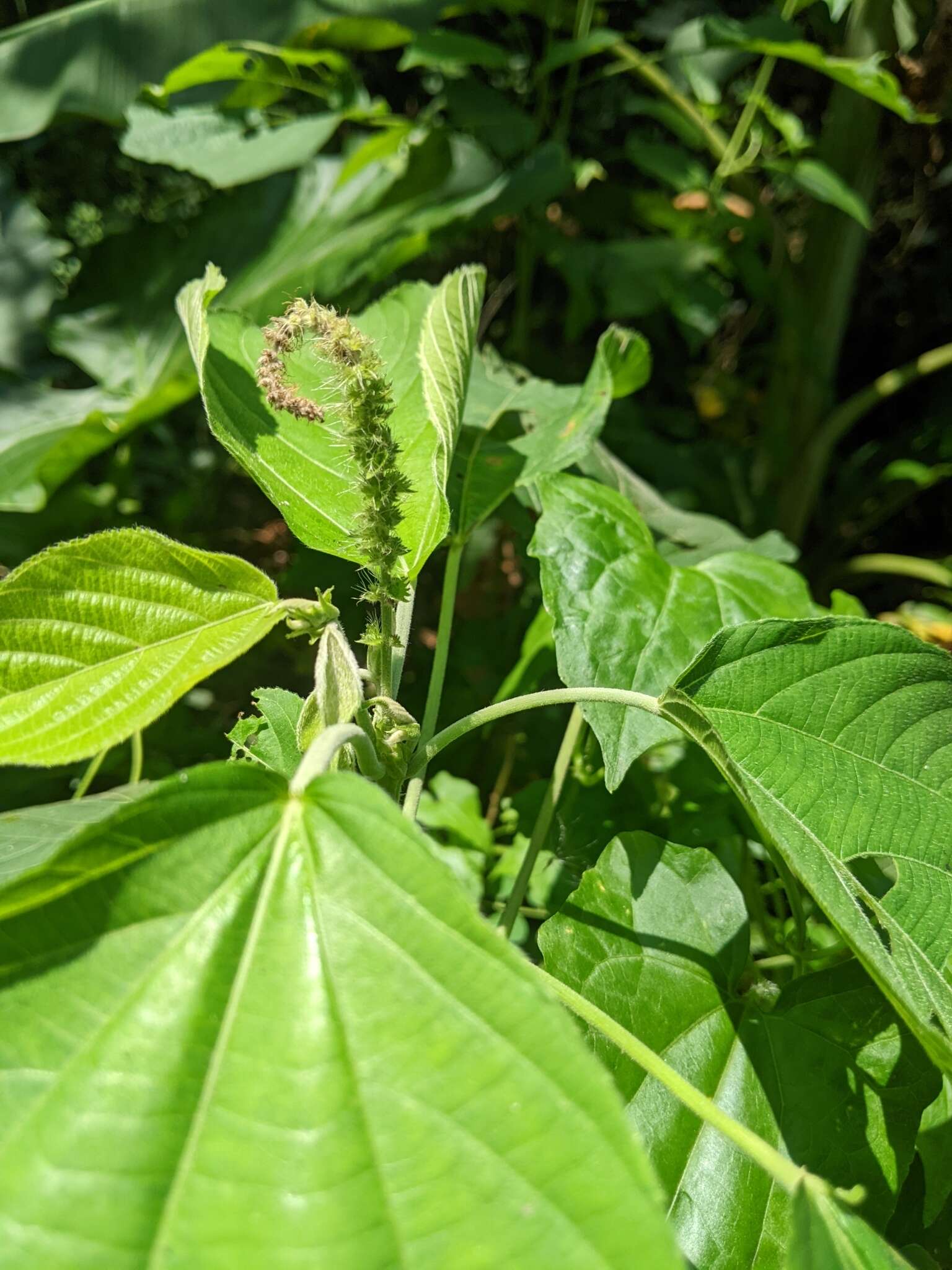 Imagem de Acalypha angatensis Blanco