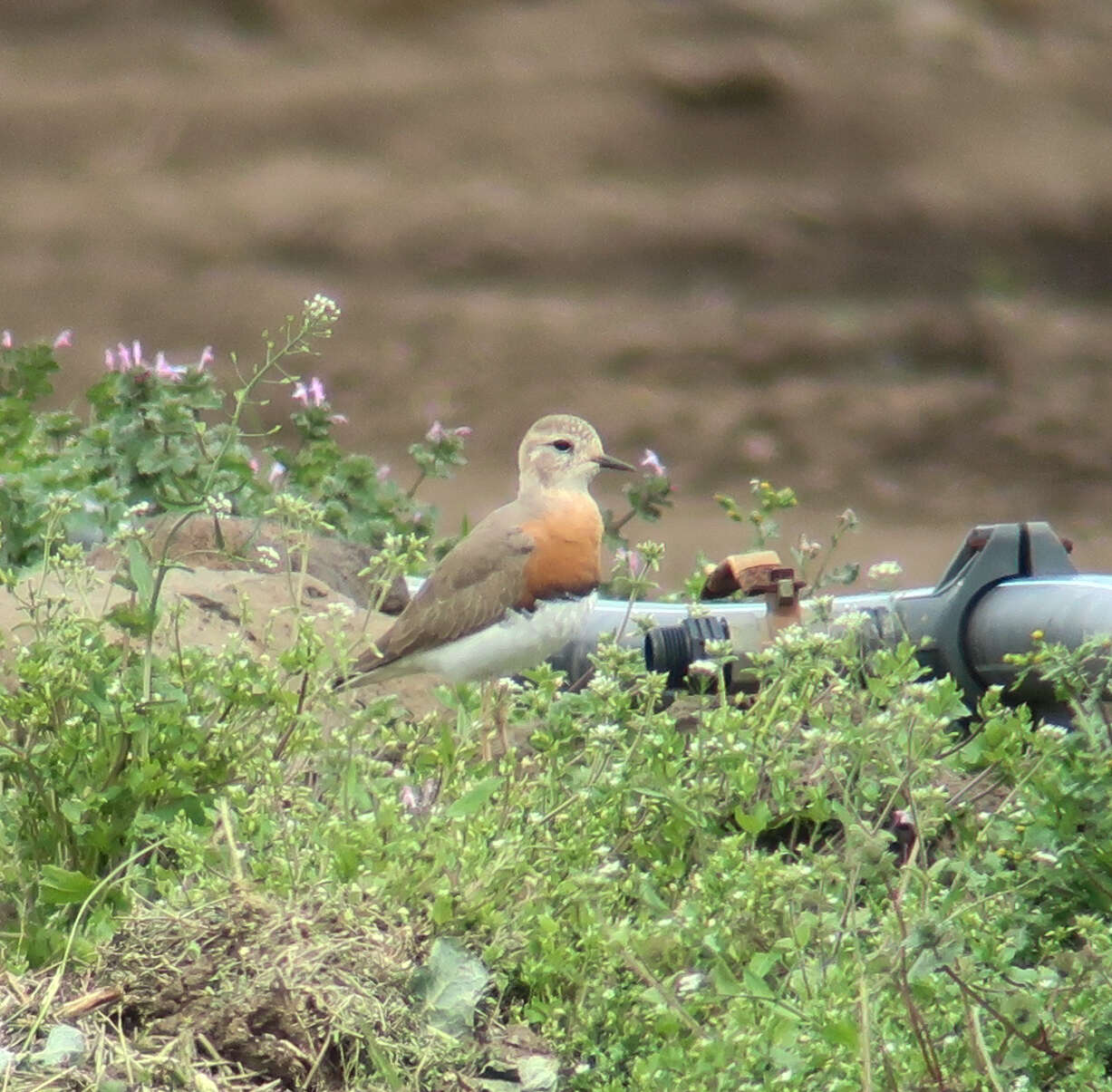 Charadrius veredus Gould 1848 resmi