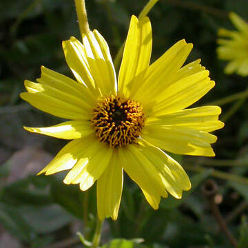 Sivun Encelia californica Nutt. kuva