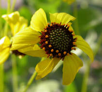 Sivun Encelia farinosa A. Gray ex Torr. kuva