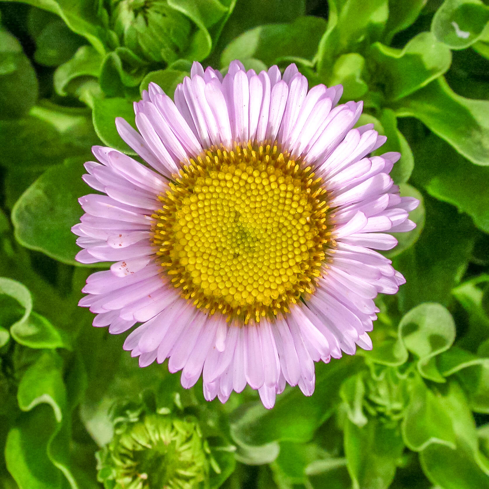 Слика од Erigeron glaucus Ker-Gawl.