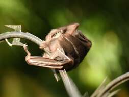 Image of Thomas's broad-nosed bat