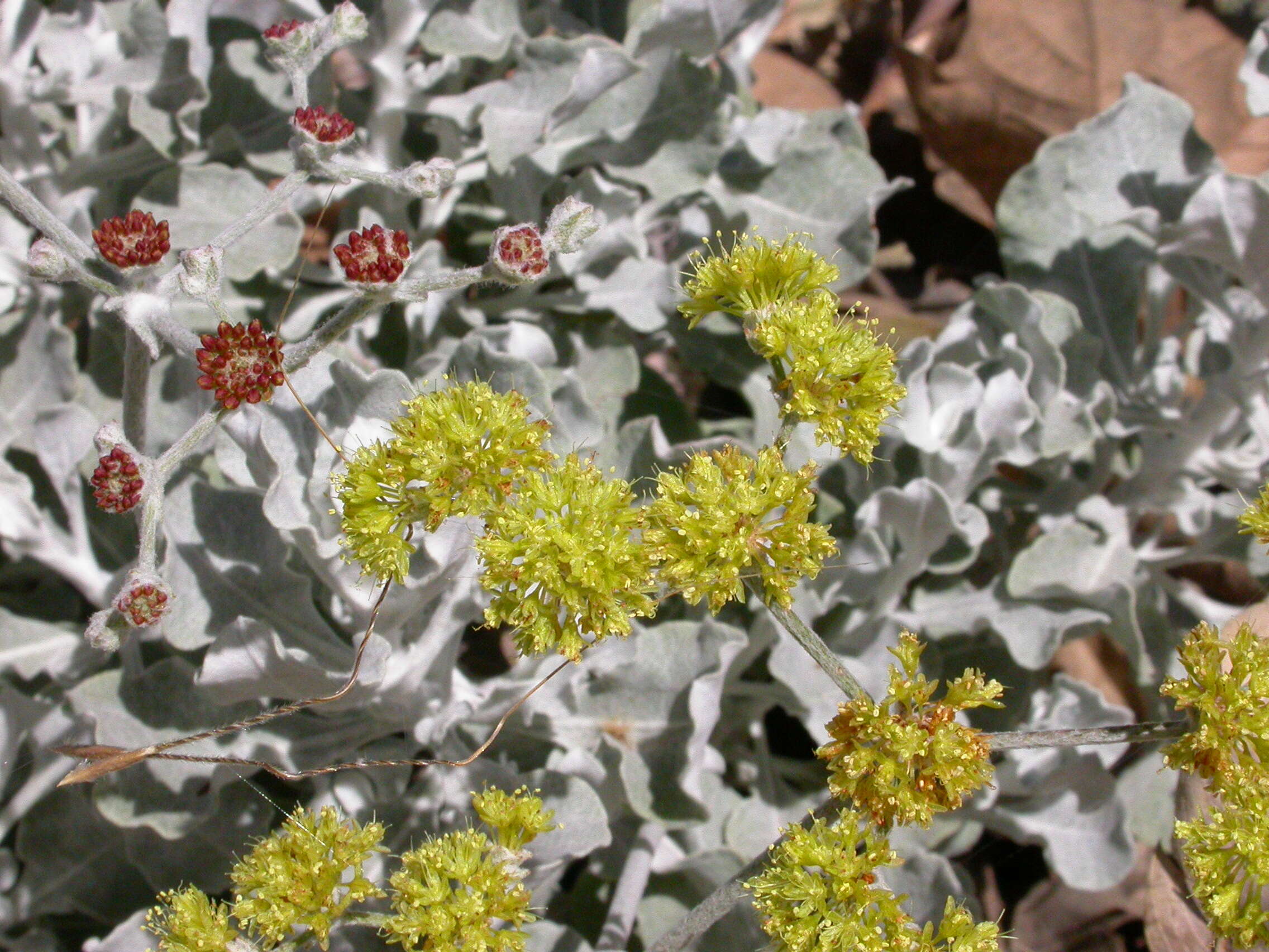 Imagem de Eriogonum cinereum Benth.