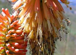 Image of Red hot poker